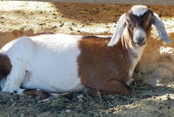 Mini Nubian Goats for sale In NM